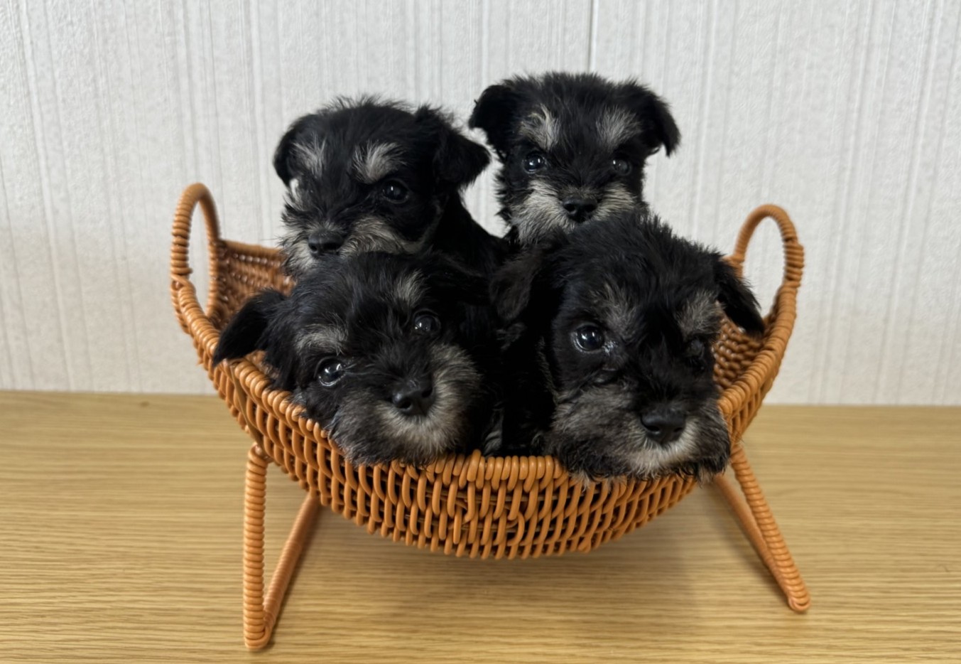 発情・交配について